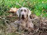 Chiots de race Braque de Weimar à vendre (1 femelle & 2 mâles)