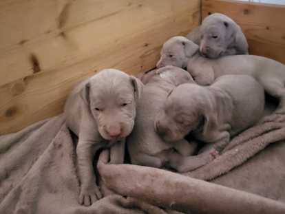 Chiots de race Braque de Weimar à vendre (1 femelle & 2 mâles)