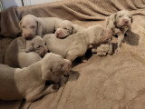Chiots de race Braque de Weimar à vendre (1 femelle & 2 mâles)