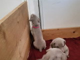 Chiots de race Braque de Weimar à vendre (1 femelle & 2 mâles)