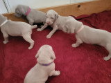 Chiots de race Braque de Weimar à vendre (1 femelle & 2 mâles)