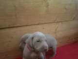 Chiots de race Braque de Weimar à vendre (1 femelle & 2 mâles)