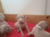 Chiots de race Braque de Weimar à vendre (1 femelle & 2 mâles)
