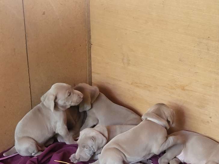 Chiots de race Braque de Weimar à vendre (1 femelle & 2 mâles)