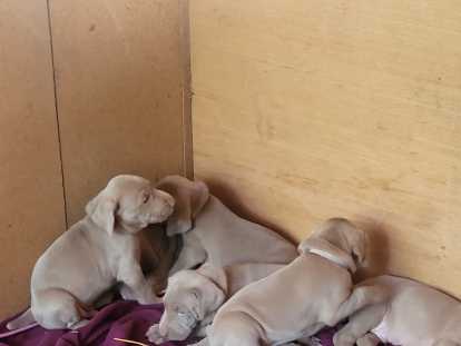 Chiots de race Braque de Weimar à vendre (1 femelle & 2 mâles)