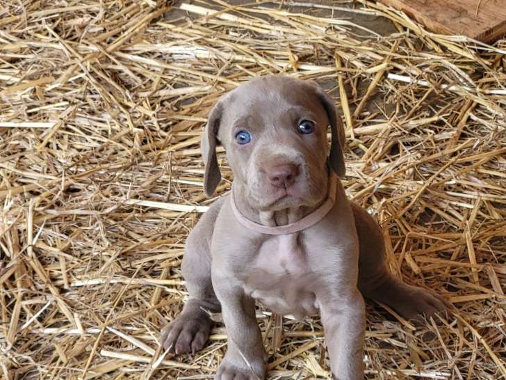 Chiots de race Braque de Weimar à vendre (1 femelle & 2 mâles)