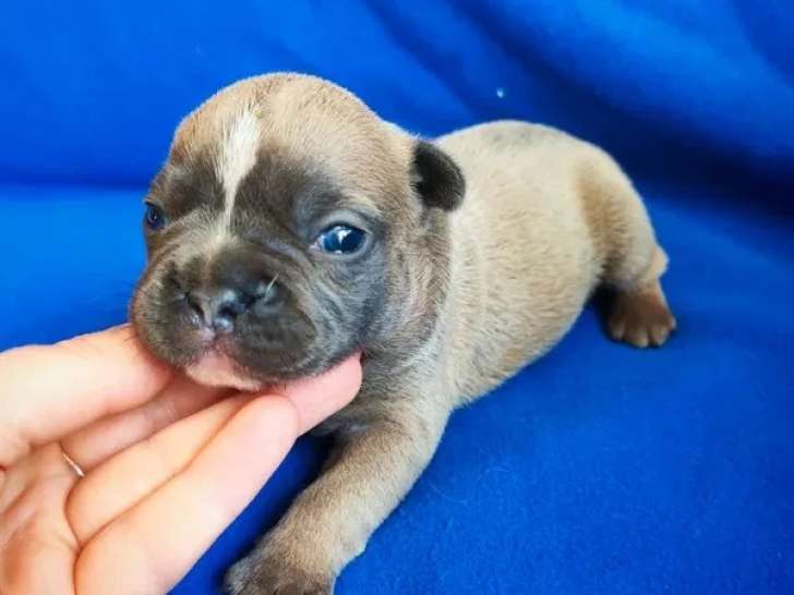Portée de 4 chiots Bouledogue Français non LOF nés en mai 2026 à vendre