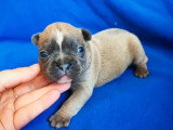 Portée de 4 chiots Bouledogue Français non LOF nés en mai 2026 à vendre