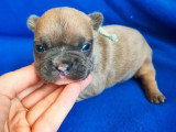 Portée de 4 chiots Bouledogue Français non LOF nés en mai 2026 à vendre