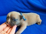 Portée de 4 chiots Bouledogue Français non LOF nés en mai 2026 à vendre