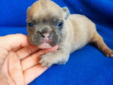 Portée de 4 chiots Bouledogue Français non LOF nés en mai 2026 à vendre