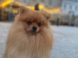 Mâle Spitz Nain pour saillie