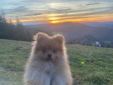 Mâle Spitz Nain pour saillie