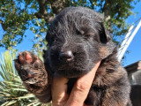 7 chiots Berger Allemand poils longs LOF à réserver