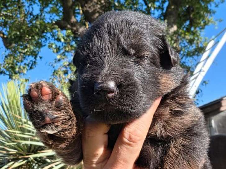 7 chiots Berger Allemand poils longs LOF à réserver
