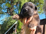 7 chiots Berger Allemand poils longs LOF à réserver