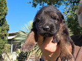 7 chiots Berger Allemand poils longs LOF à réserver