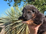 7 chiots Berger Allemand poils longs LOF à réserver