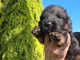 7 chiots Berger Allemand poils longs LOF à réserver