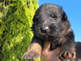 7 chiots Berger Allemand poils longs LOF à réserver