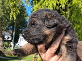 7 chiots Berger Allemand poils longs LOF à réserver
