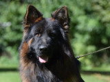 7 chiots Berger Allemand poils longs LOF à réserver