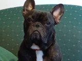 Mâle Bouledogue Français disponible pour saillie