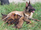 Chiots Berger Belge Malinois LOF à vendre