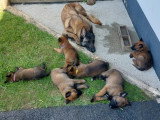 Chiots Berger Belge Malinois LOF à vendre