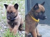 Chiots Berger Belge Malinois LOF à vendre