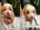 Chiots Berger Australien LOF à vendre