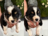 Chiots Berger Australien LOF à vendre
