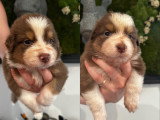 Chiots Berger Australien LOF à vendre