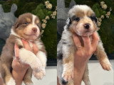 Chiots Berger Australien LOF à vendre