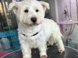 Jobie, adorable petit Westie à adopter en association