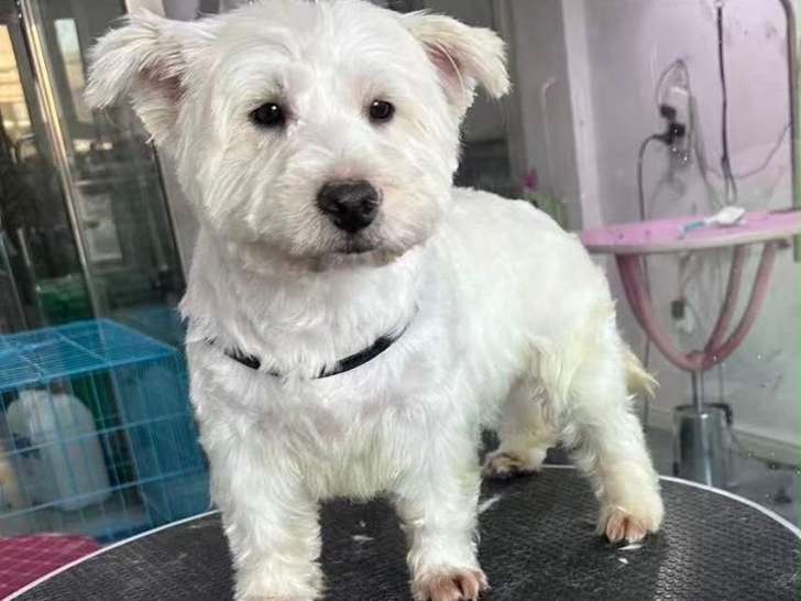 Jobie, adorable petit Westie à adopter en association