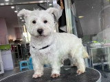 Jobie, adorable petit Westie à adopter en association