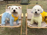 Jobie, adorable petit Westie à adopter en association