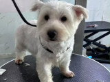 Jobie, adorable petit Westie à adopter en association