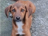 Urgence pour Garou, jeune chien à adopter en association