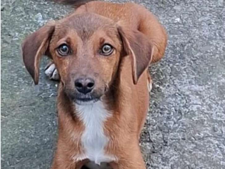 Urgence pour Garou, jeune chien à adopter en association