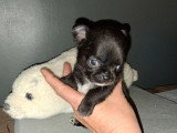 3 chiots Chihuahua LOF nés en avril 2026 à réserver