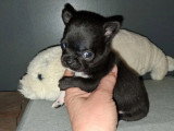 3 chiots Chihuahua LOF nés en avril 2026 à réserver