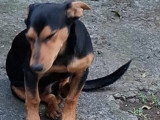 Urgence pour Gaston, croisé Berger à adopter en association
