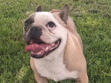 Chienne Bouledogue Français de 2022 stérilisée non LOF à vendre