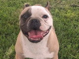 Chienne Bouledogue Français de 2022 stérilisée non LOF à vendre