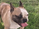 Chienne Bouledogue Français de 2022 stérilisée non LOF à vendre