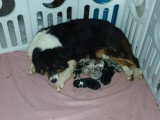 10 chiots Bergers Australiens LOF nés en mai 2026 bleu merle et tricolore à réserver