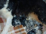 10 chiots Bergers Australiens LOF nés en mai 2026 bleu merle et tricolore à réserver