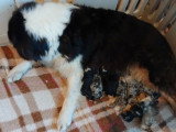 10 chiots Bergers Australiens LOF nés en mai 2026 bleu merle et tricolore à réserver